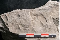 Foto (Detailansicht) von Dictyopteris brongniarti Gutb. (NHMW-GEO-2024-0188-10782)